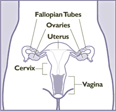 Cervical Cancer